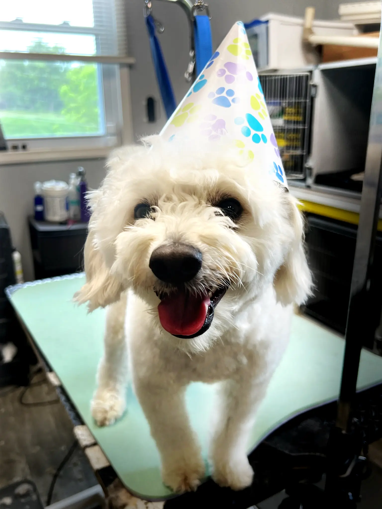 Professional Dog Grooming at The Dawg House
